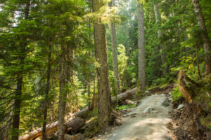 Forest way, trail in the coniferous forest, sun shining through, Canada Forest way, trail in the coniferous forest, sun shining through, Canada
